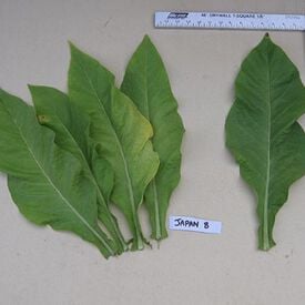 Japan 8, Tobacco Seed